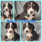 Entlebucher Sennenhond pup, Ophalen, Zo goed als nieuw