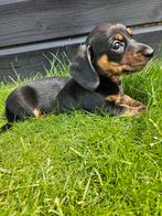 De allermooiste Dwergteckel pups❣️ ❣️❣️, Nederland, CDV (hondenziekte), 8 tot 15 weken, Korthaar