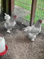 2 brahma hennen, Dieren en Toebehoren, Pluimvee, Vrouwelijk, Kip