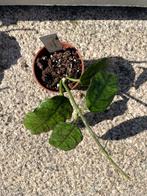 Hoya globulosa, Ophalen, Overige soorten, Halfschaduw, Minder dan 100 cm