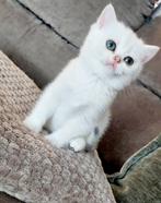 Britse korthaar kittens. Laatste poesje beschikbaar., Dieren en Toebehoren, Meerdere dieren, Ontwormd