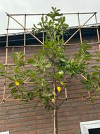 Lei Laurieren, Tuin en Terras, Ophalen, In pot, Halfschaduw, Leiboom