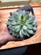 Woestijnroos plant, Huis en Inrichting, Kamerplanten, Ophalen, Vetplant, Minder dan 100 cm