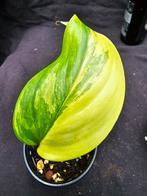 Zeldzame Scindapsus Longistipitatus nr 2 nu - 50 % Ophalen, Huis en Inrichting, Kamerplanten, Ophalen, Overige soorten, Halfschaduw