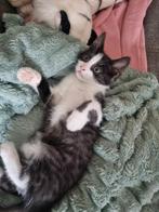 Laatste 3 kittens kruising Maine coon en Ek, Kater, 0 tot 2 jaar