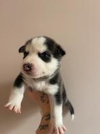 Nestje Siberische Husky pups, CDV (hondenziekte), 8 tot 15 weken, Poolhond, Meerdere
