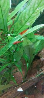 Vuurgarnalen, Dieren en Toebehoren, Vissen | Aquariumvissen, Kreeft, Krab of Garnaal, Zoetwatervis