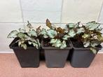 Bladbegonia, Huis en Inrichting, Kamerplanten, Ophalen, Overige soorten, Halfschaduw, In pot