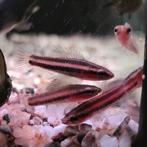 Parosphromenus ornaticauda, Dieren en Toebehoren, Vissen | Aquariumvissen