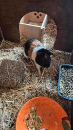 Cavia. Lief Zeugje van ongeveer 3 maanden oud., Dieren en Toebehoren, Knaagdieren, Juni, Vrouwelijk, Cavia