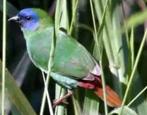 Gezocht koppel driekleur papegaai amedines, Meerdere dieren, Tropenvogel