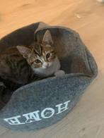 Brits korthaar kittens, Dieren en Toebehoren, Katten en Kittens | Raskatten | Korthaar, Poes, Ontwormd