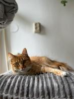 Nieuwe thuis voor Tamar, Dieren en Toebehoren, Katten en Kittens | Raskatten | Langhaar, 0 tot 2 jaar, Ingeënt, Poes