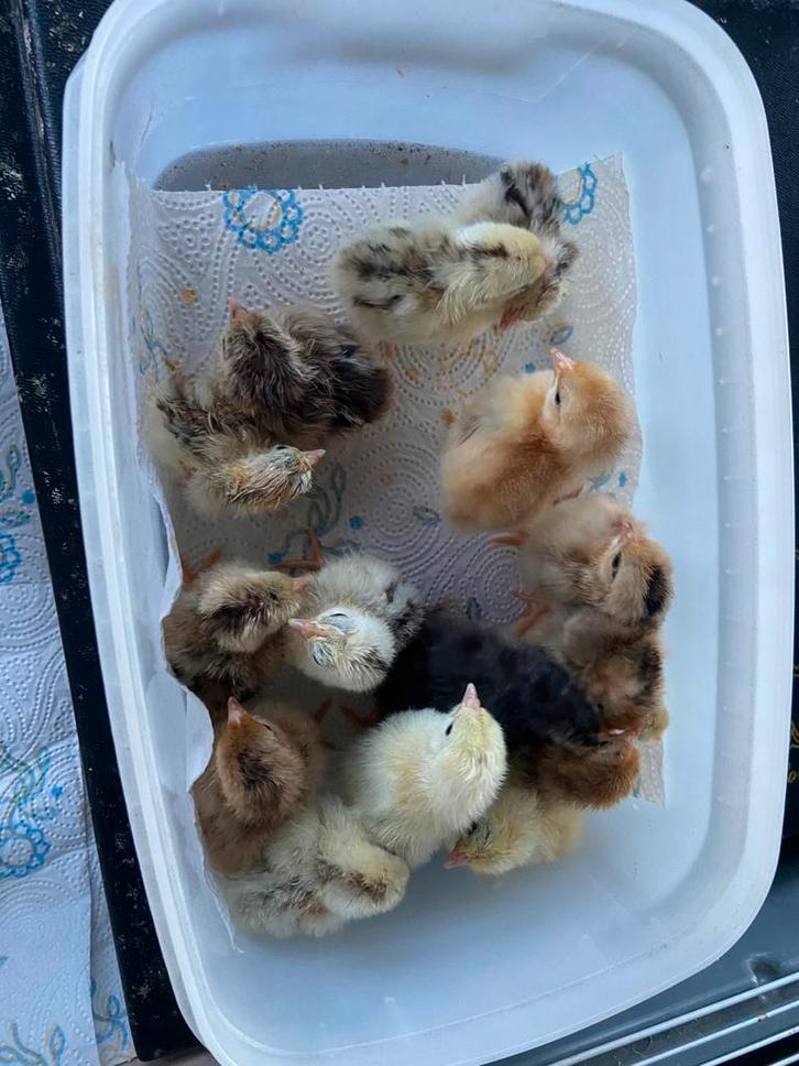 Serama kuikentjes glad-, krul- en zijdeveer, Dieren en Toebehoren, Pluimvee, Kip, Geslacht onbekend