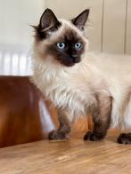 Prachtig chocopoint kitten, Kater, Ontwormd, 0 tot 2 jaar