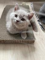 Adorable Purebred British Shorthair Kittens, Dieren en Toebehoren