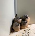 Mooie jonge gould amadines, Dieren en Toebehoren, Vogels | Overige Vogels, Geslacht onbekend