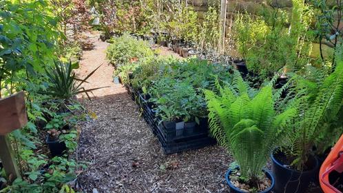 Ecologische Planten te koop, Tuin en Terras, Planten | Tuinplanten, Ophalen
