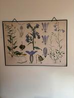 Botanische schoolplaat uit 1950 ongeveer., Ophalen of Verzenden, Zo goed als nieuw