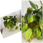 Philodendron Brasil variegata, hang/ klimplant., Overige soorten, In pot, Minder dan 100 cm, Halfschaduw