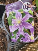 Diverse soorten Clematis, Tuin en Terras, Planten | Tuinplanten, Ophalen, Zomer, Volle zon
