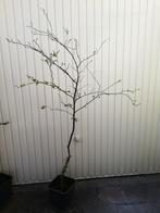 Berk 180 hoog, Tuin en Terras, Planten | Bomen, Ophalen, Bloeit niet, Halfschaduw, Overige soorten