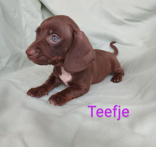 Teckel puppy's, Dieren en Toebehoren, Honden | Teckels en Dashonden, Meerdere dieren, Korthaar, Standaard, Particulier, Meerdere
