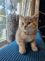 britse korthaar, Dieren en Toebehoren, Katten en Kittens | Raskatten | Korthaar, Poes, 0 tot 2 jaar