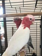 rose kaketoes splitlutino x lutino, Dieren en Toebehoren, Vogels | Parkieten en Papegaaien, Meerdere dieren, Papegaai, Geringd