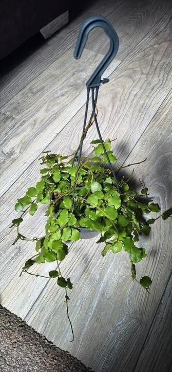 Hoya Endauensis  beschikbaar voor biedingen