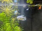 Koppel Trichogaster Trichopterus (Blauwe Goerami), Dieren en Toebehoren, Vissen | Aquariumvissen, Vis, Zoetwatervis