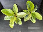 Ficus shivereana  2x voor, Ophalen of Verzenden, Ficus, In pot, Minder dan 100 cm
