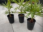 Trachycarpus fortunei (winterharde palmboom), Tuin en Terras, In pot, Minder dan 100 cm, Halfschaduw, Zomer