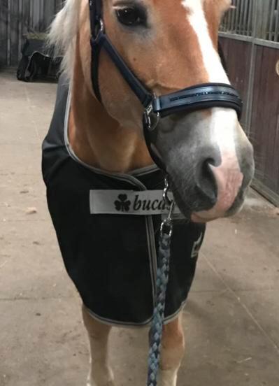 Bucas Outdoor Turnout Light Regendeken 0 Gram 5.9 125 175, Dieren en Toebehoren, Paarden en Pony's | Dekens en Dekjes, Deken, Ophalen of Verzenden