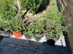 Taxus, Ophalen, Taxus, Haag, Minder dan 100 cm