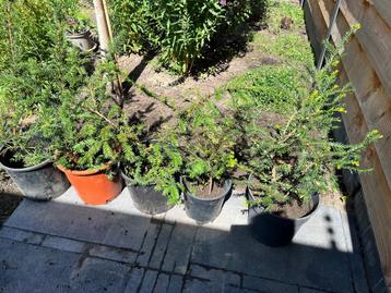 Taxus beschikbaar voor biedingen