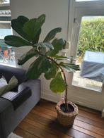 Kamerplant Ficus, Ophalen of Verzenden, Ficus, Halfschaduw, Minder dan 100 cm