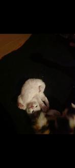 Mooie en lieve kittens opzoek naar een gouden mandje, Dieren en Toebehoren, Katten en Kittens | Raskatten | Korthaar, Meerdere dieren