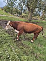 Hereford Stier en Os, Dieren en Toebehoren, Meerdere dieren, 3 tot 6 jaar