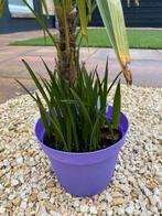 Trachycarpus Fortunei zaailingen, Tuin en Terras, Planten | Tuinplanten, Ophalen of Verzenden, Overige soorten, Volle zon