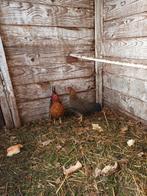 2 krielkipjes evt met haantje, Dieren en Toebehoren, Pluimvee, Vrouwelijk, Kip