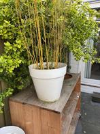 7 x Elho Loft Urban rond (40cm) , Wit, inclusief bamboe, Ophalen, Tuin, Kunststof, Gebruikt
