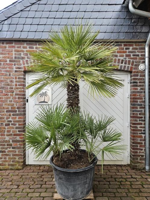 KORTING: WINTERHARDE CHAMAEROPS HUMILIS & VULCANO PALMBOMEN, Tuin en Terras, Planten | Bomen, Palmboom, 100 tot 250 cm, Halfschaduw