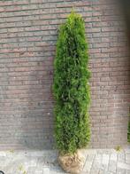 Coniferen thuja occ. Smaragd haagplant, Ophalen of Verzenden, Conifeer, 100 tot 250 cm