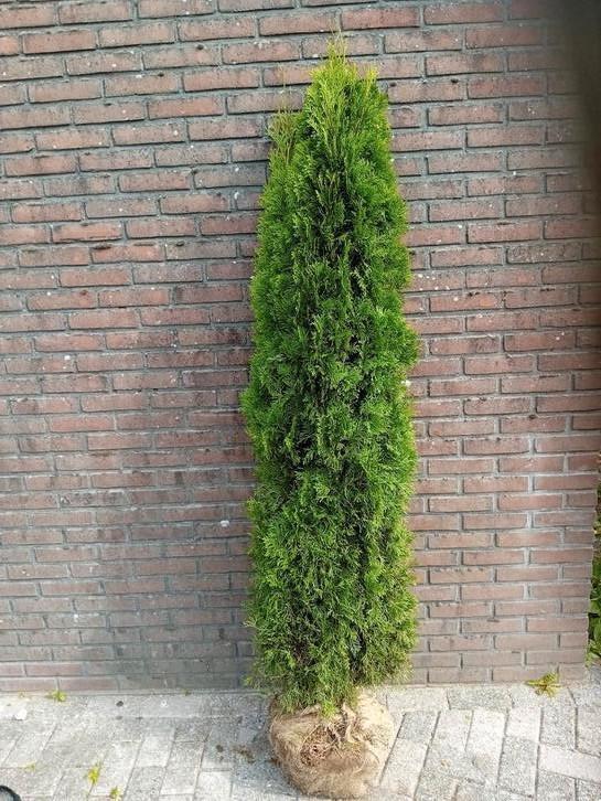Coniferen thuja occ. Smaragd haagplant, Tuin en Terras, Planten | Struiken en Hagen, Conifeer, 100 tot 250 cm, Ophalen of Verzenden