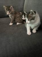 Kittens, Dieren en Toebehoren, Poes