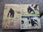 Apenheul Apeldoorn  gorilla.s Ansichtkaart, Ophalen of Verzenden