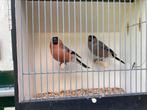 Goudvinken, Dieren en Toebehoren, Meerdere dieren, Wildzangvogel