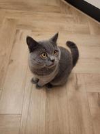 Zorro Ervaren Dekkater ( niet te koop) nieuwe account!, Kater, Ingeënt