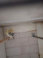 Poppen valkparkiet, Vrouwelijk, Kleurkanarie